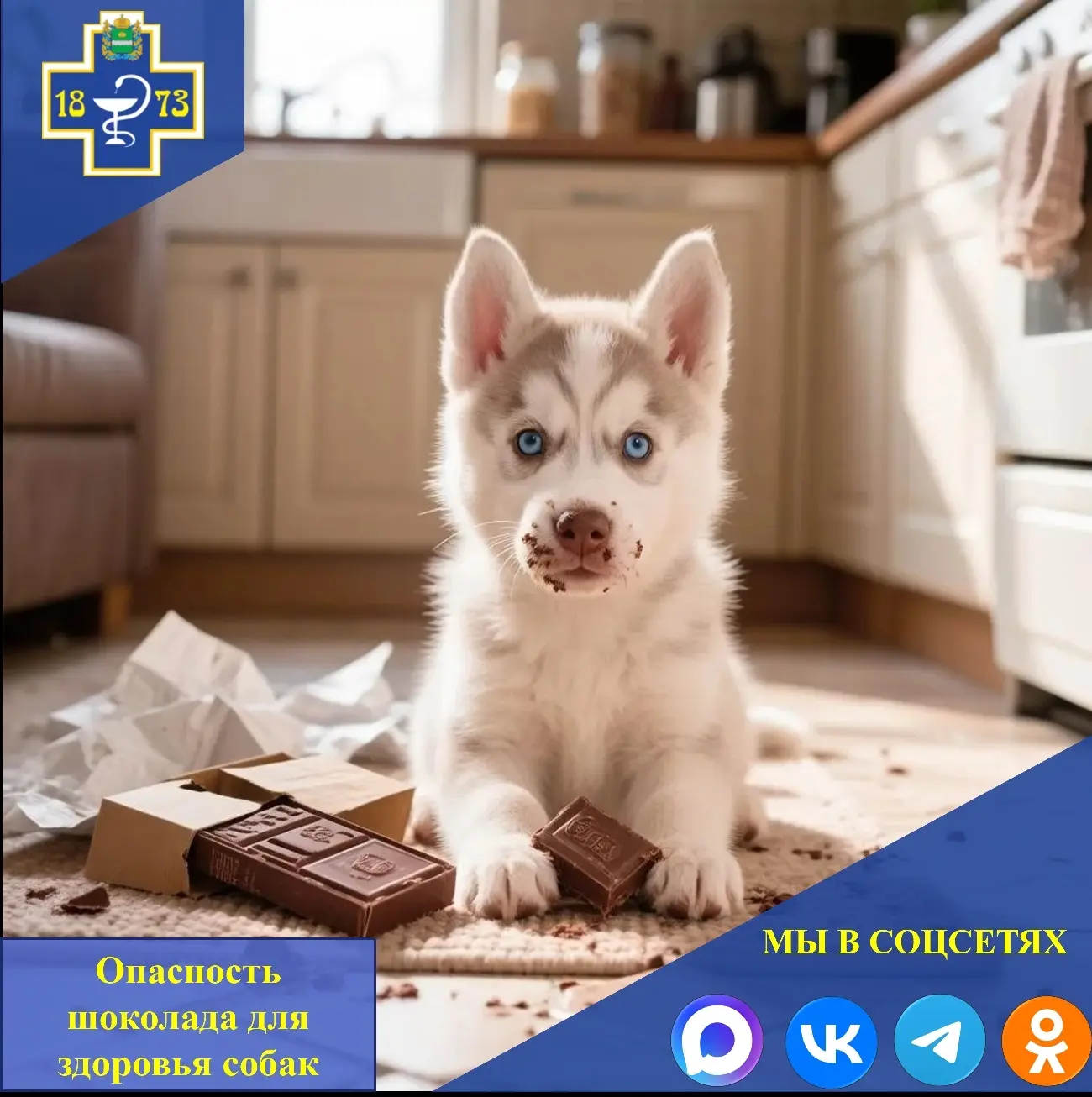 🐕 Опасность шоколада для здоровья собак.