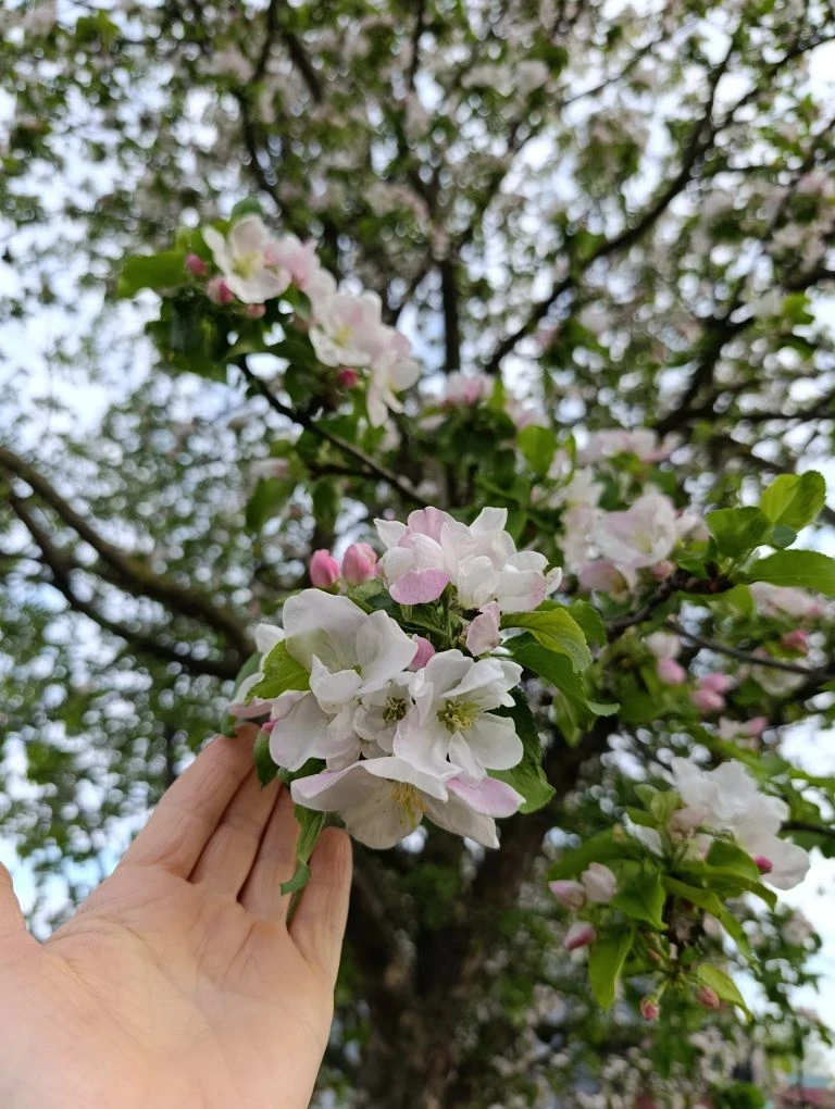Доброе майское утро 💕 Мои тюльпаны не перестают меня удивлять. 🌷🌷🌷