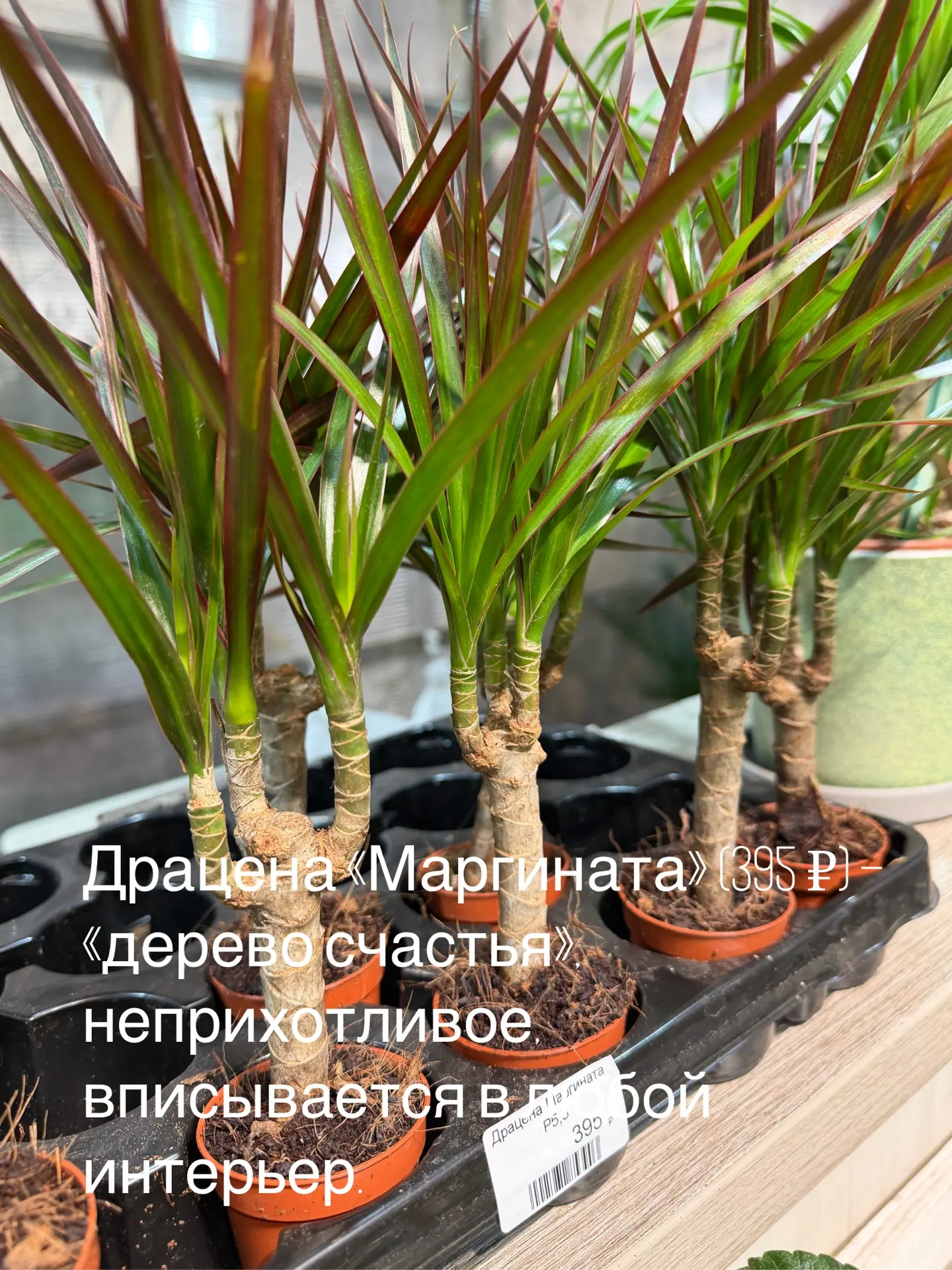 Лучшие подарочки! Мы-то точно знаем, что это🪴🎄🎁 Дарить растение – значит действительно знать человек