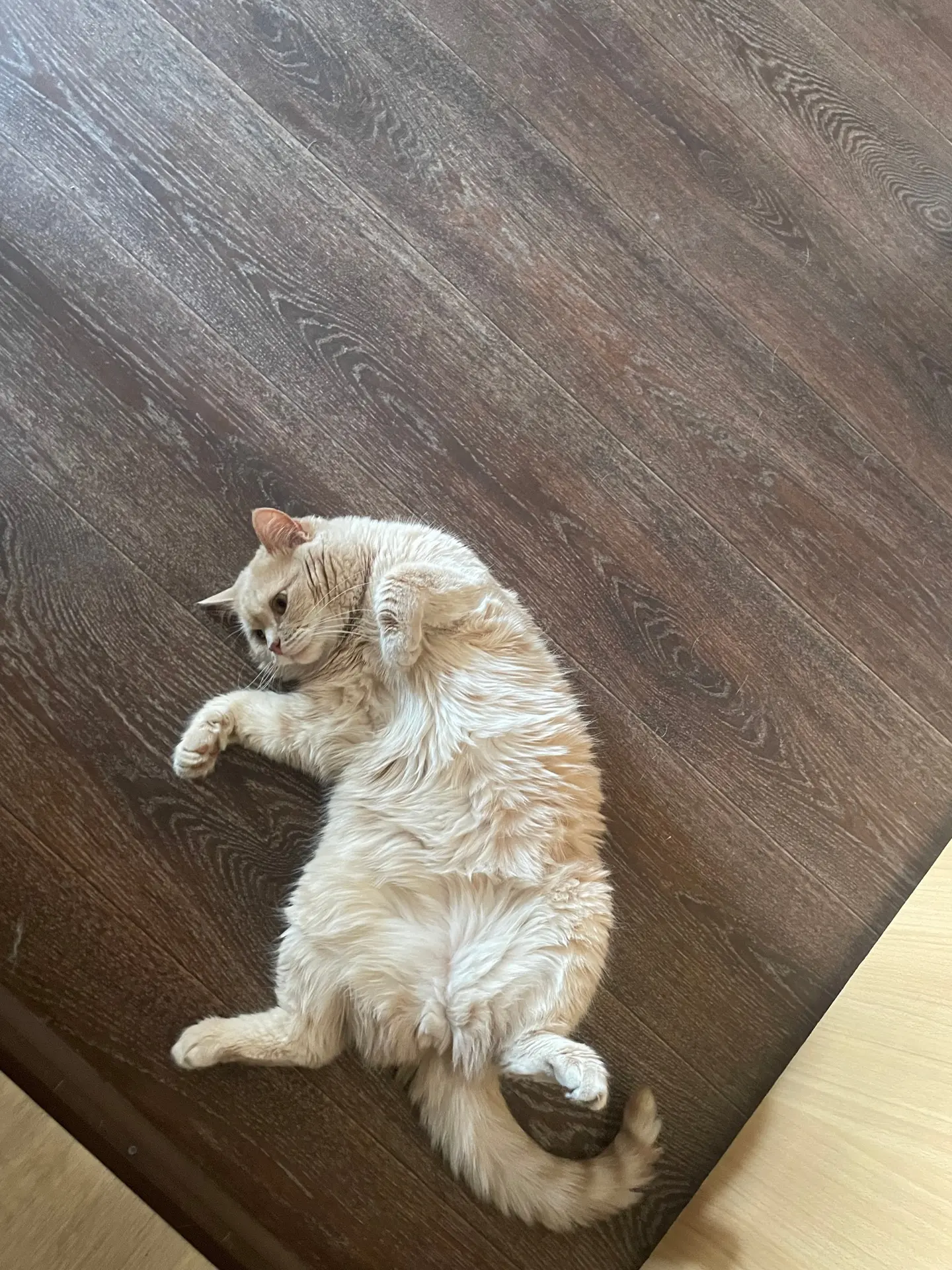 кот домашний, около 7 лет, зовут ася, потерялся в районе квартала 25-й коммунарский пер...