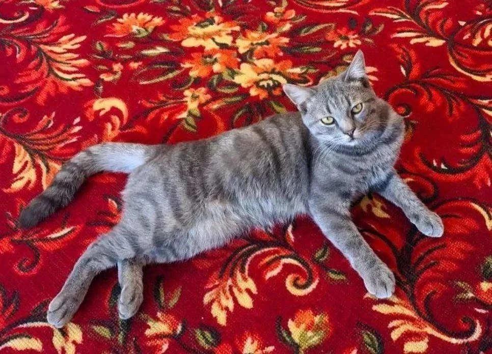 😿 ПРОПАЛ КОТ!