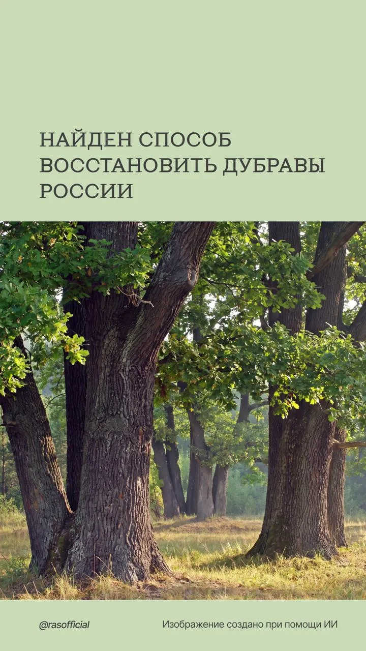 Исследователи из Института лесоведения РАН нашли способ восстановить дубравы России, разработав техн