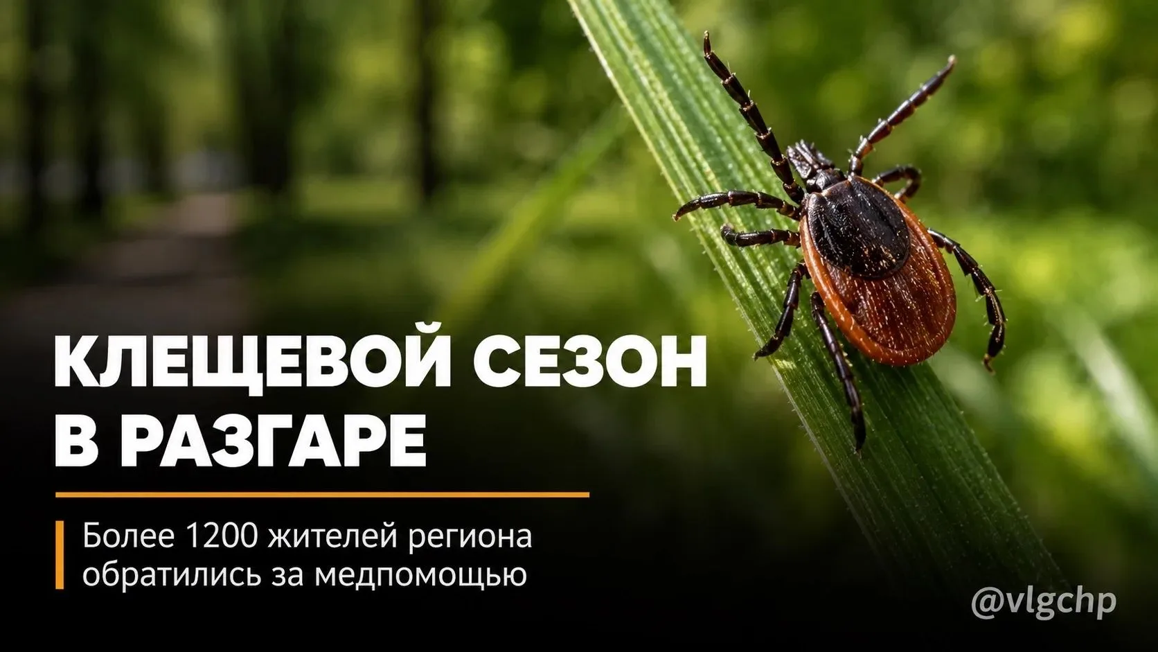 Клещевой сезон в Волгоградской области остаётся активным.