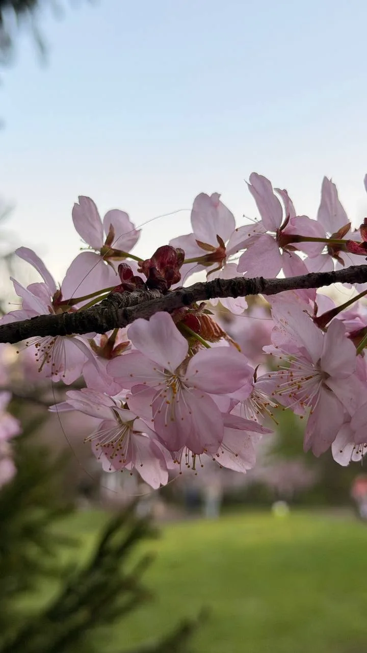 🌸 Нежные цветы сакуры в Японском саду делают это место одним из самых атмосферных в городе.