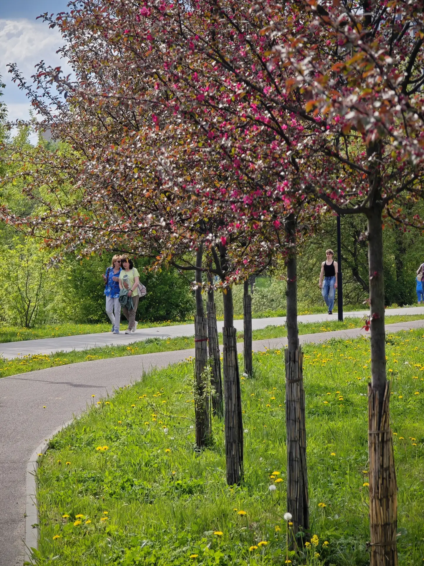 🌸 В Иванове на новой набережной реки Уводь и около Самойловского моста зацвели розовые яблони    Не 