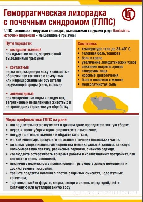 Геморрагическая лихорадка с почечным синдромом (ГЛПС) — это инфекционное заболевание, в...