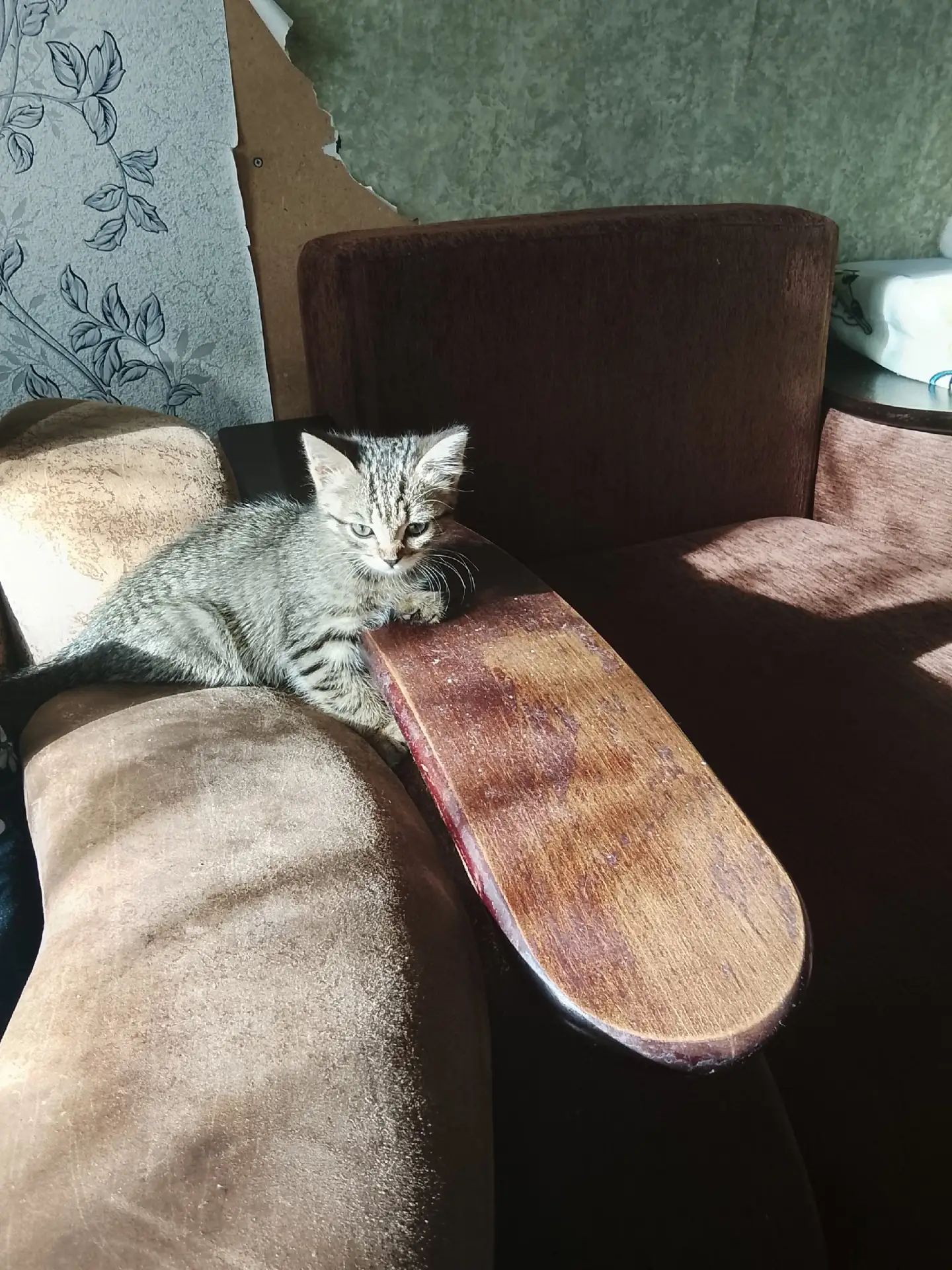 кошечка в добрые руки, к лотку приучена кушает всё , взяла себе а у ребёнка началась ал...