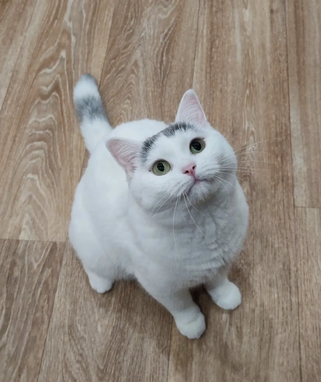 Привет из дома от кошечки Мишель!😻👋