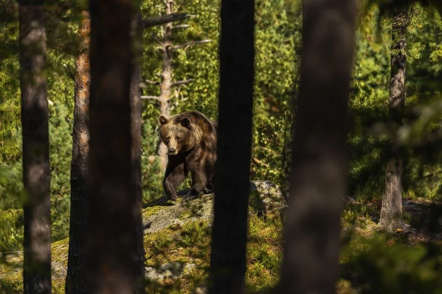 🐻Медведь напал на оленевода на Чукотке. Зверь укусил мужчину сзади за ногу и сразу убе...