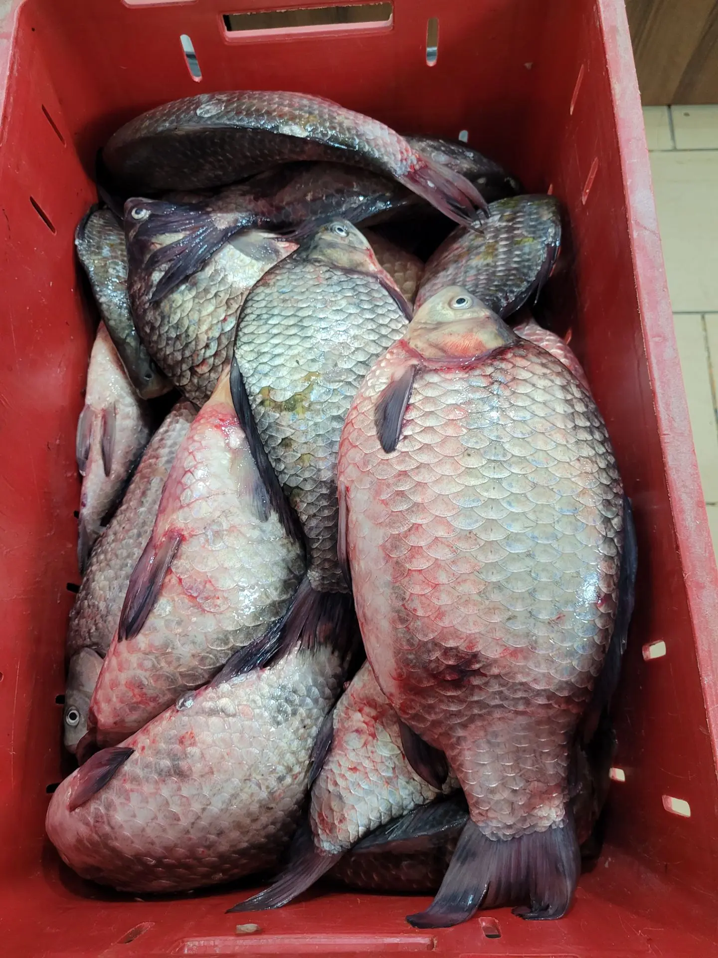 Свежий,живой,крупный Карась, только с реки❗-200р