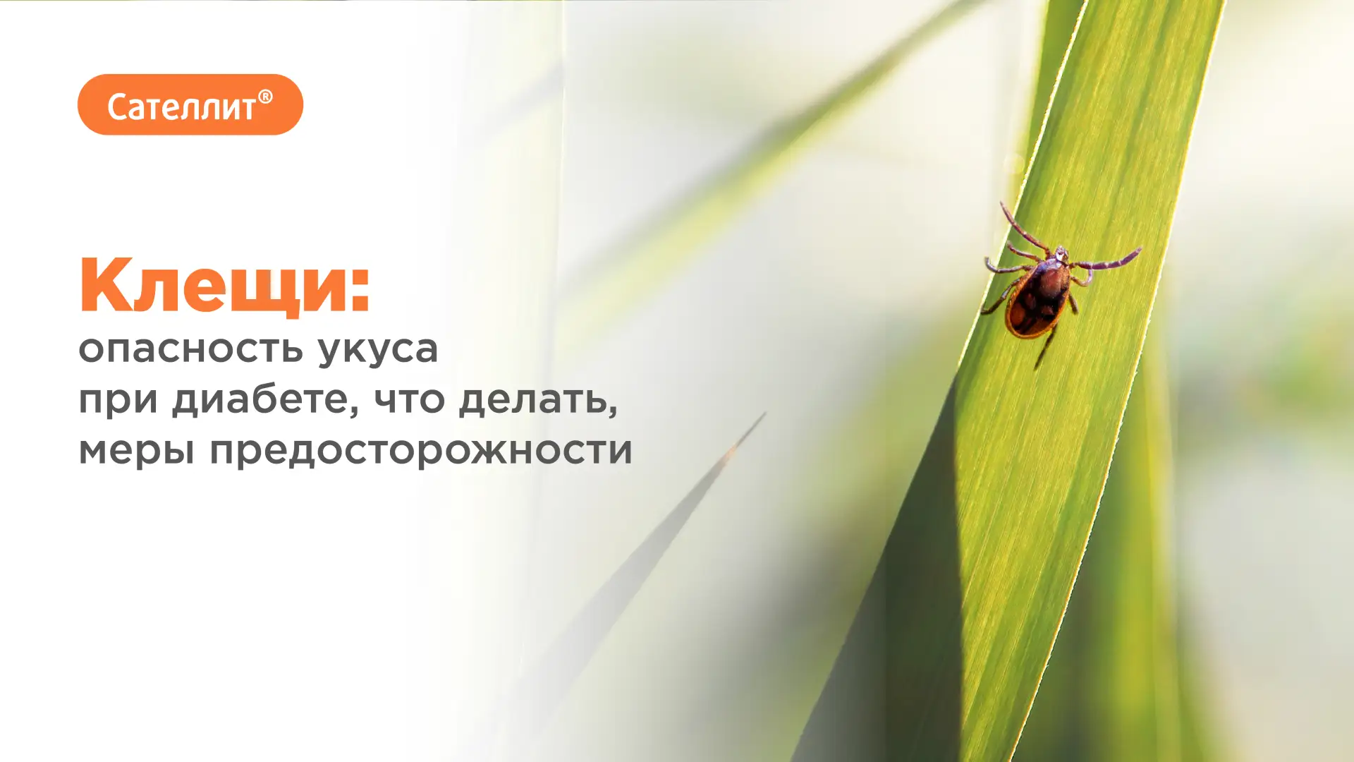 Клещи: опасность укуса при диабете, что делать, меры предосторожности