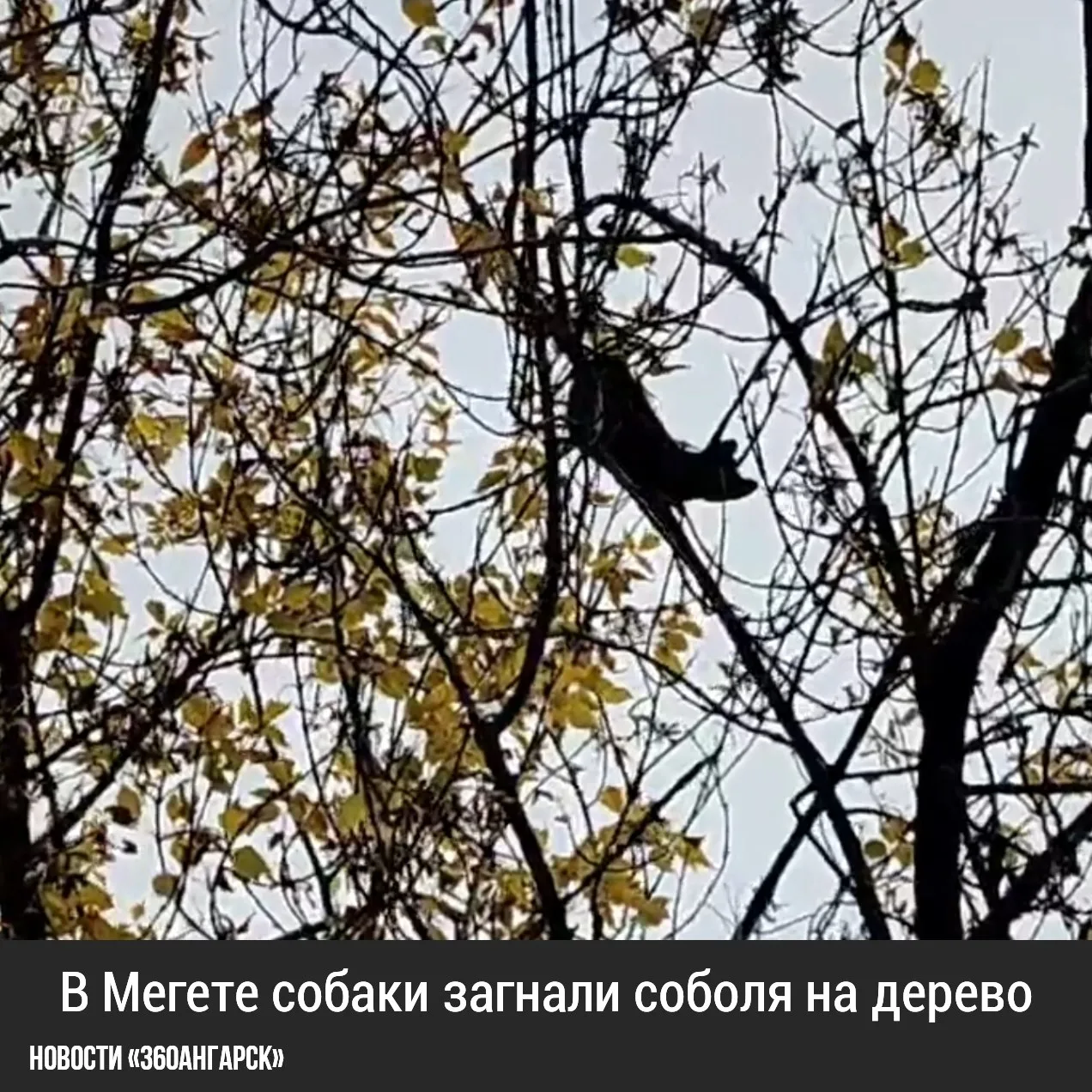 В Мегете собаки загнали соболя на дерево. Местные жители сняли на телефон лесного зверь...