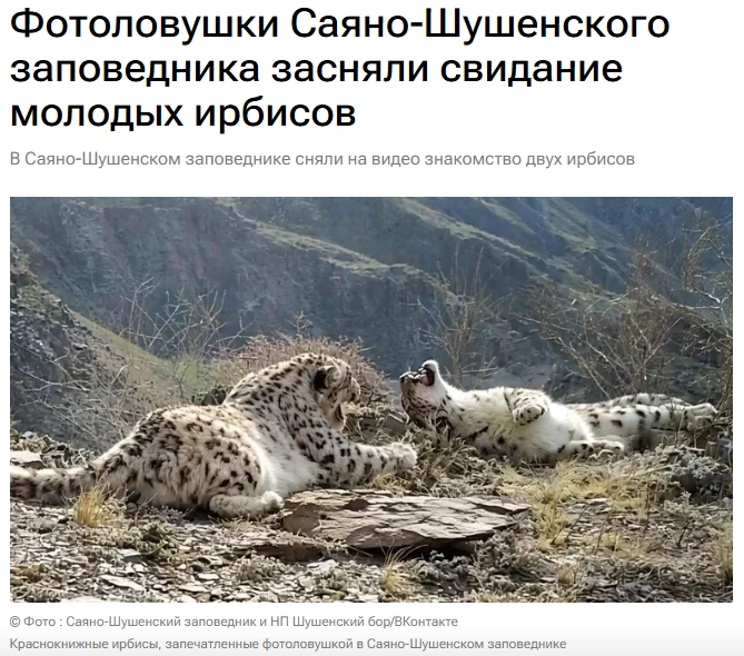 Фотоловушки в Саяно-Шушенском заповеднике на юге Красноярского края запечатлели свидание с кошачьми 
