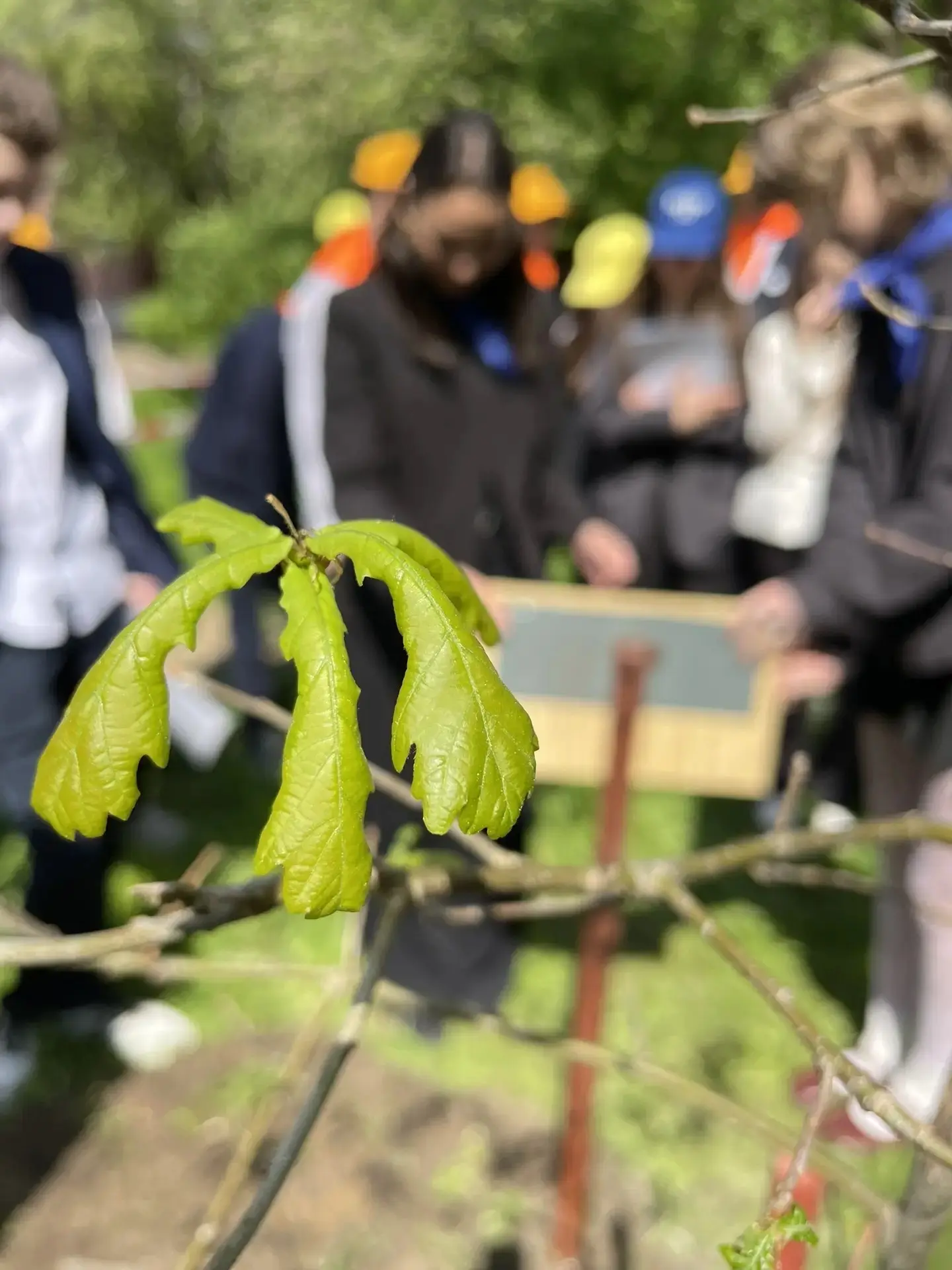 ✨🌳И ещё одно важное событие! 21 мая мы заложили памятную табличку у саженца дуба семьи Ганнибал.  Пр