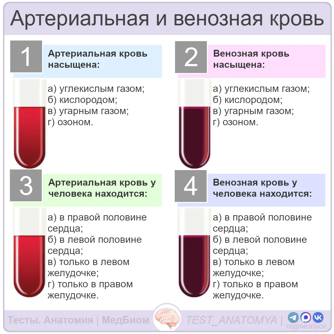 Артериальная и венозная кровь