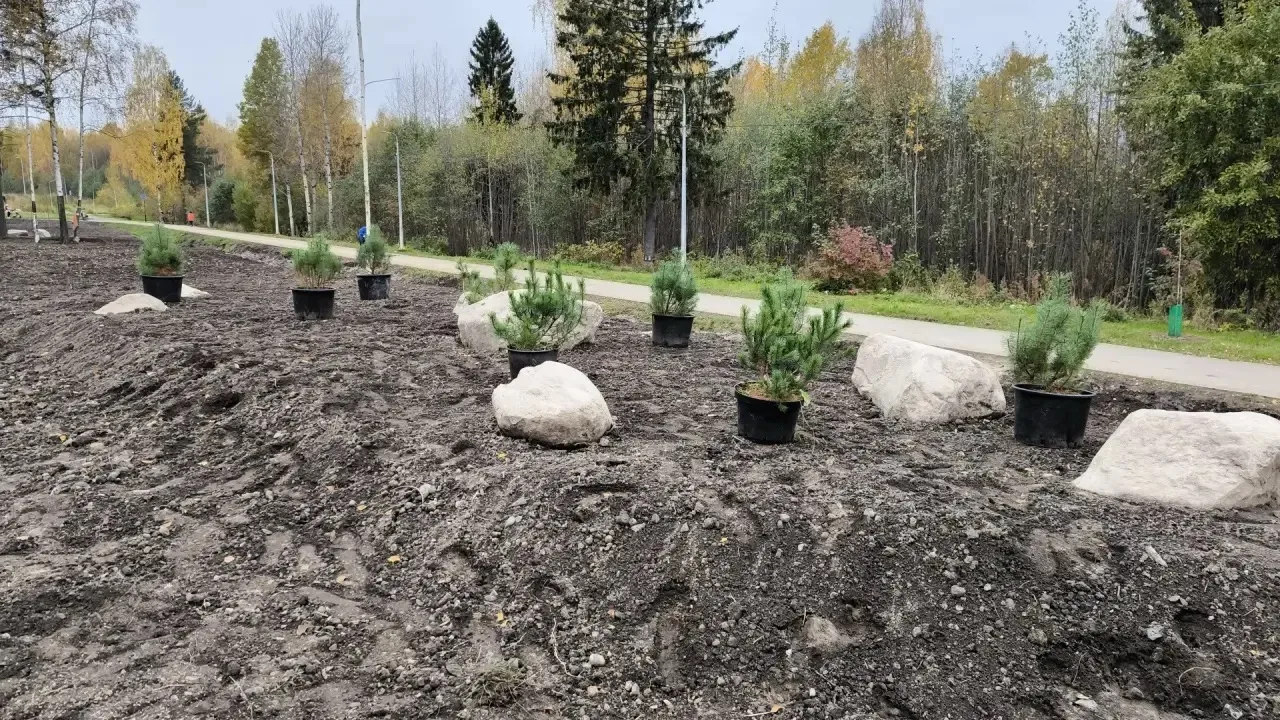 Золотая пора в городе! А мы не забываем вместе высаживать кустарники, деревья и делать ...