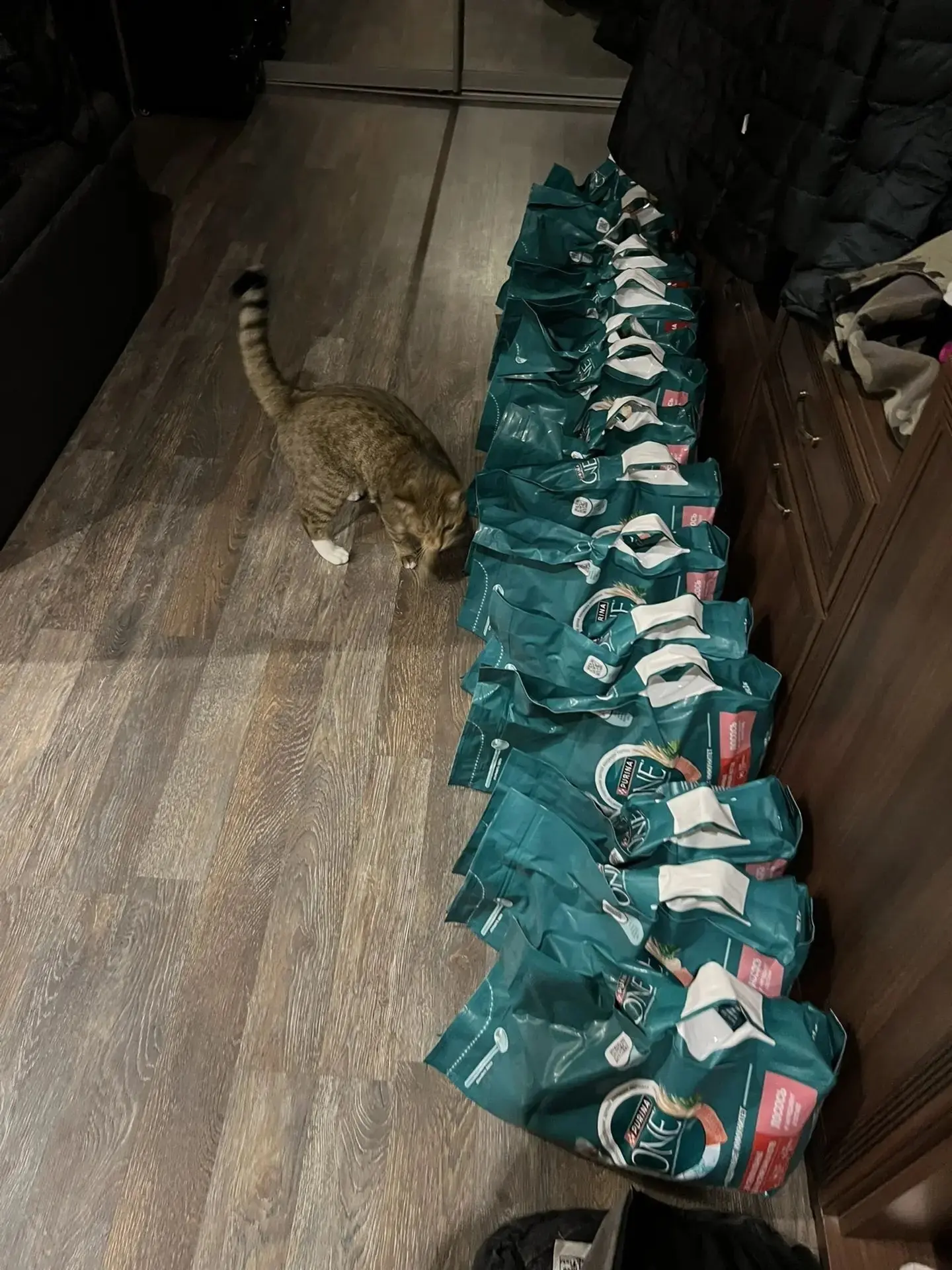Кот в шоке