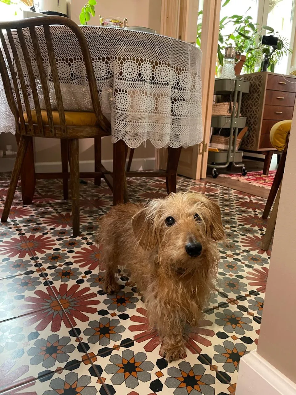🐶 У Ани есть очаровательный пёсик, и это навело меня на мысль.

В клубе недавно прошла лекция про ж