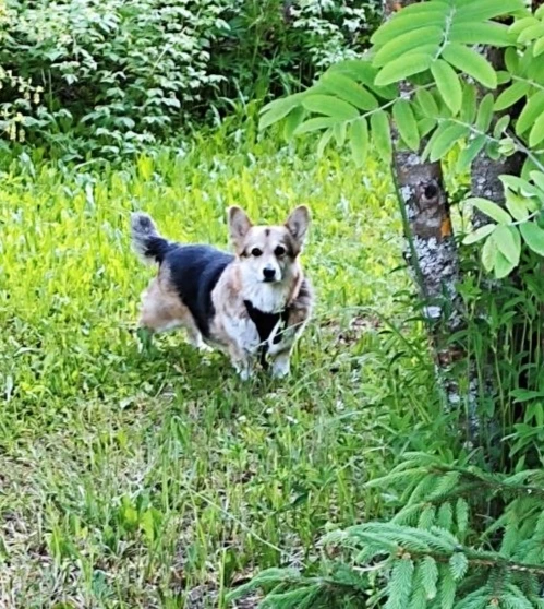 Дуся, бывшая подопечная  Corgi team, передаёт всем привет!


Дуся проводит время на даче вместе с лю