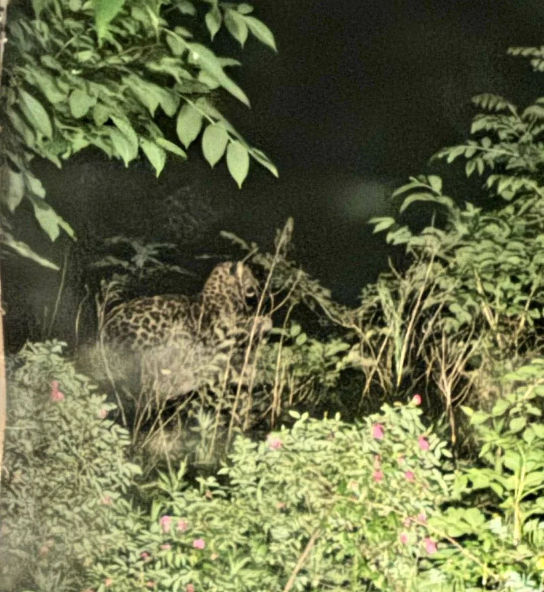 🐆В Приморье этой ночью леопард пришёл в гости к людям