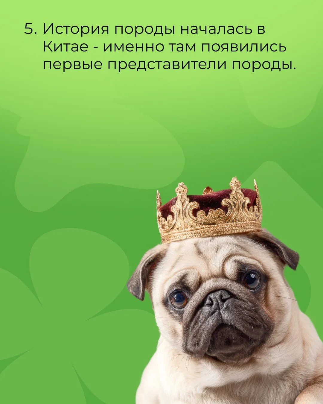 А вам нравится эта порода?😍
