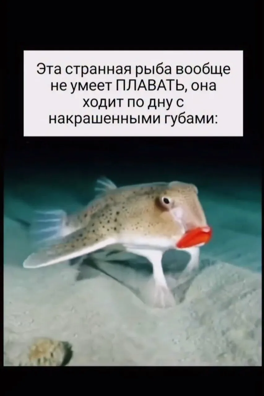 🐟 Это не баг океана, а его очень странный житель.