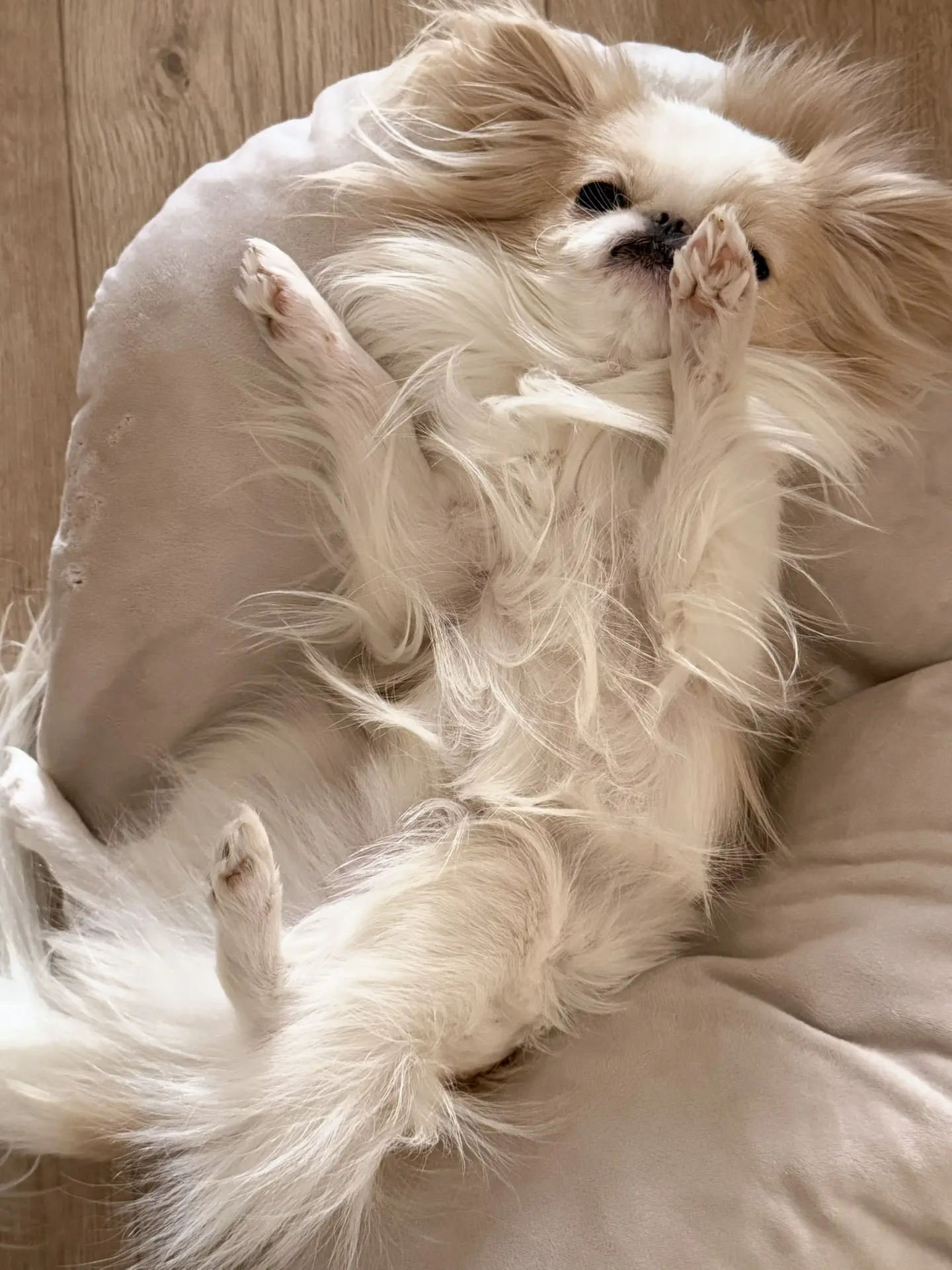 всем бы такое ленивое воскресенье, как у Дэни 🐶🤍