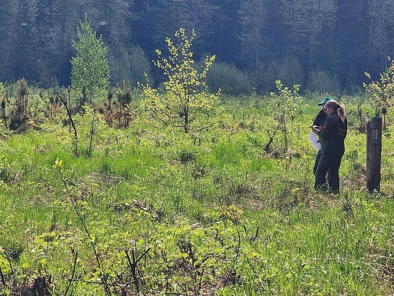 🌳 «Сад Памяти»: 2500 саженцев сосны высадили в городском округе Воскресенск  Эколого-патриотическая 
