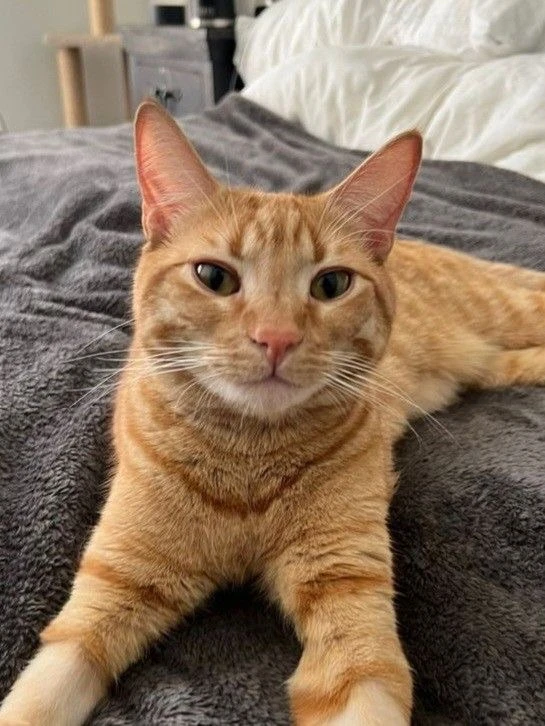 #КотикПодписчика 🥰