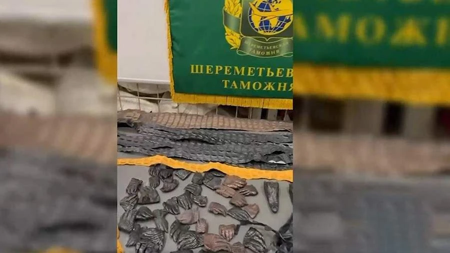В Шереметьево у 60-летнего россиянина нашли 64 фрагмента крокодила из Китая, оцененные ...