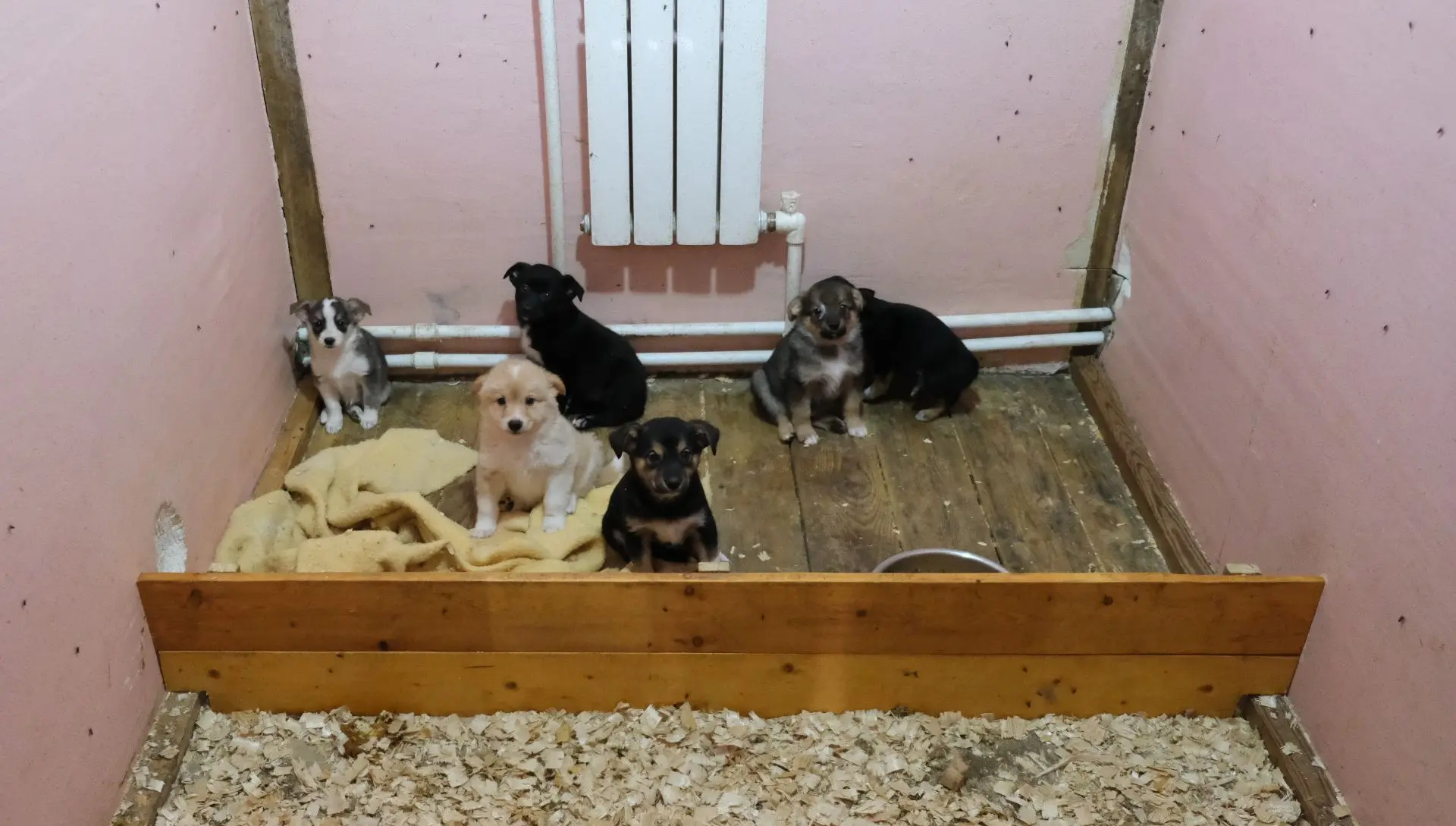 🐾 Добро для хвостиков