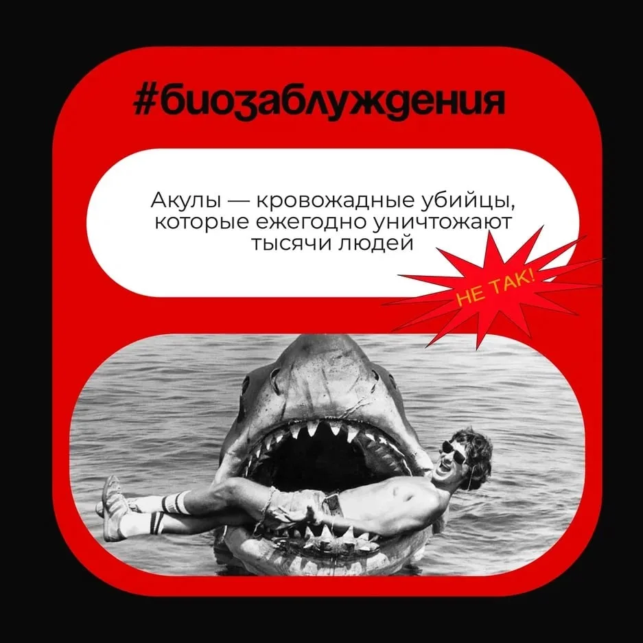 Акулы — кровожадные убийцы, которые ежегодно уничтожают тысячи людей?