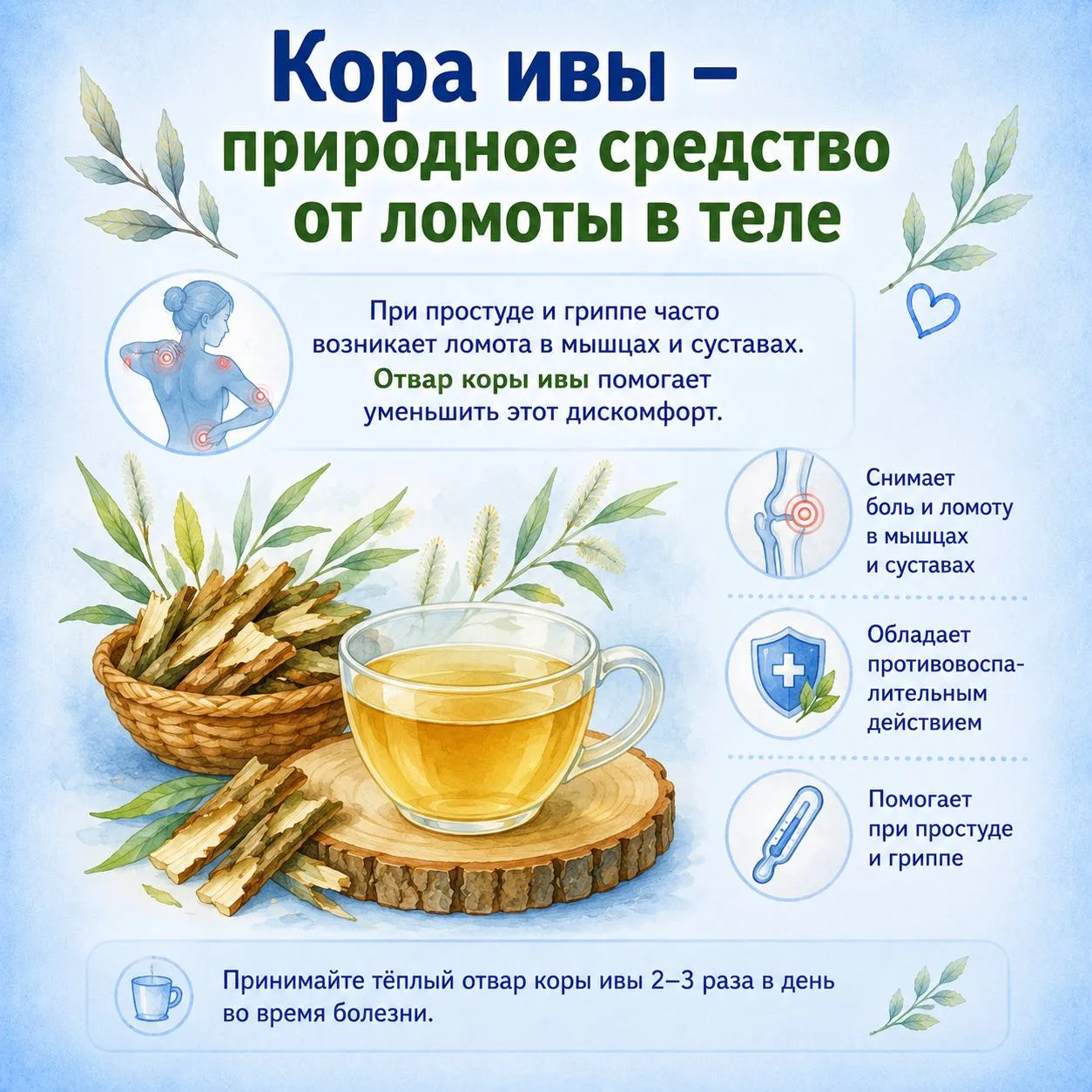Кора ивы – природное средство от ломоты в теле