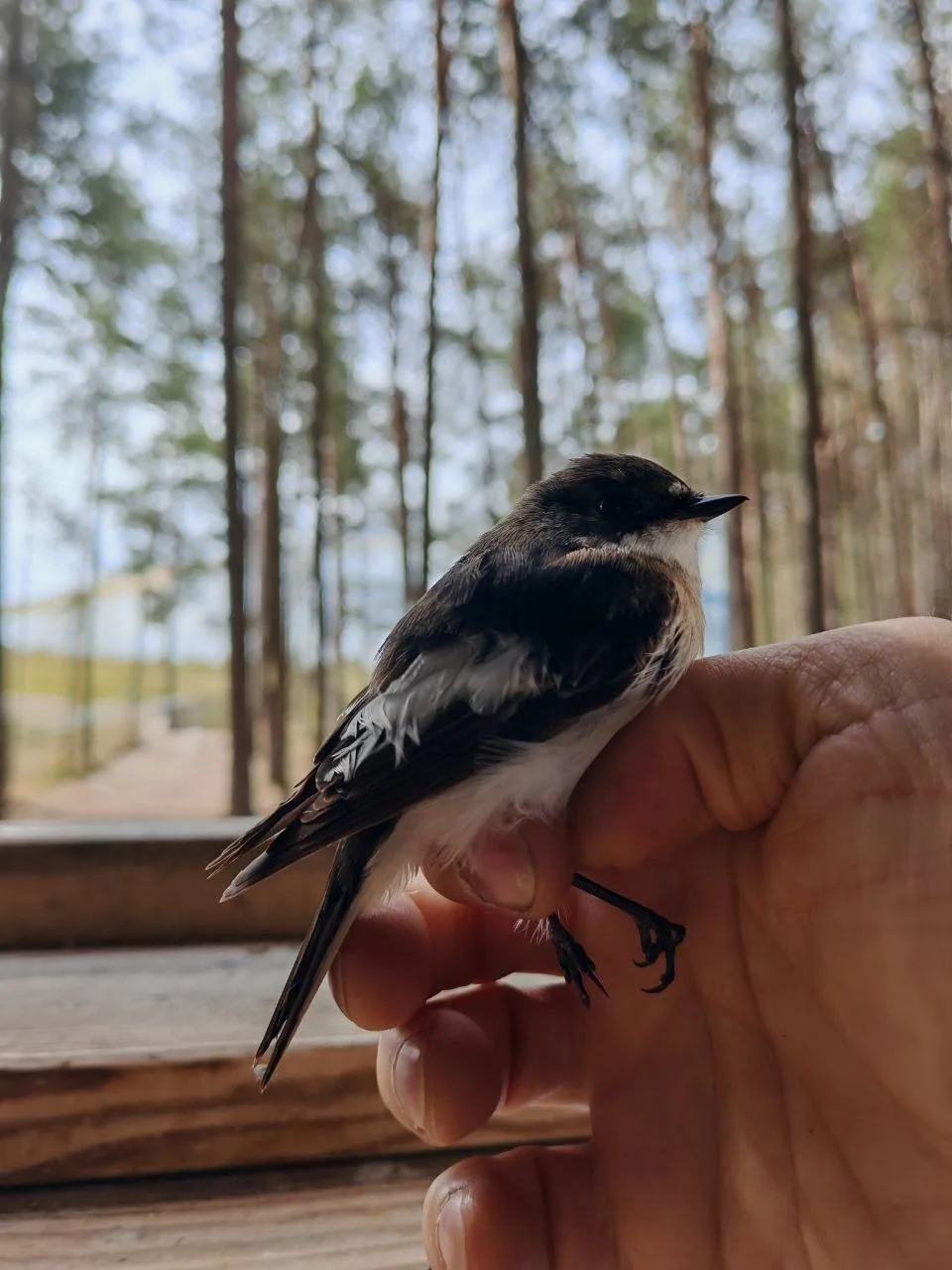 🐦🌍 Африканские мигранты добрались до Калининградской области  Последние несколько дней идёт активный