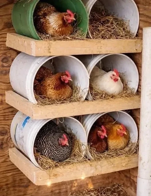 Идея для курочек 🐣