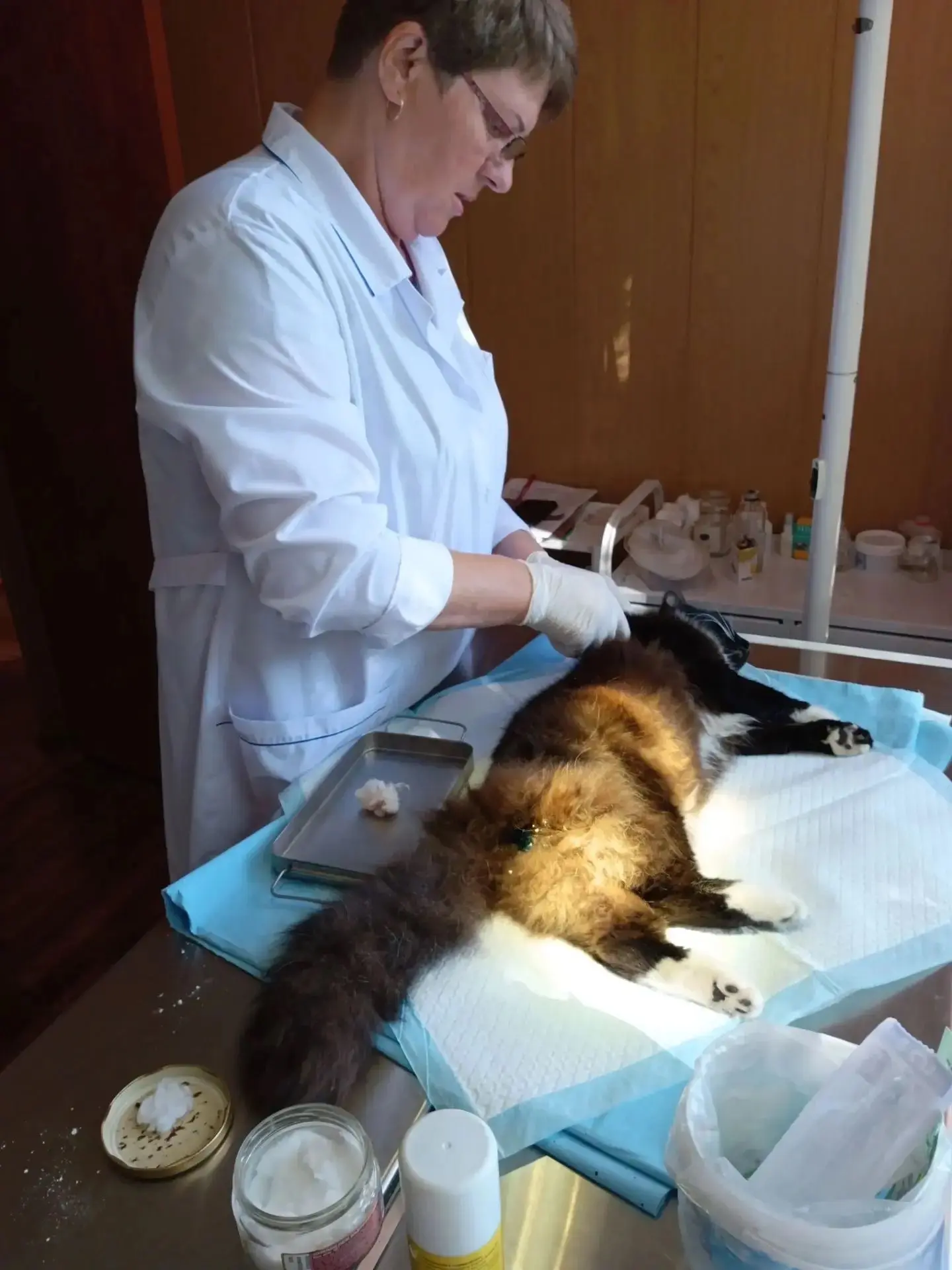 Зачем нужно кастрировать котов?