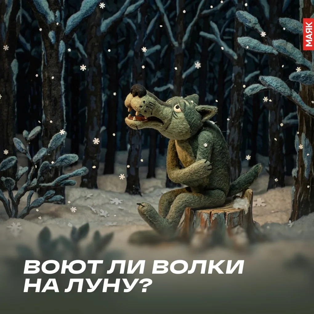 🐺 Воют ли волки на луну?

Вы удивитесь, но нет — не воют. Волки воют не на Луну, а для общения межд