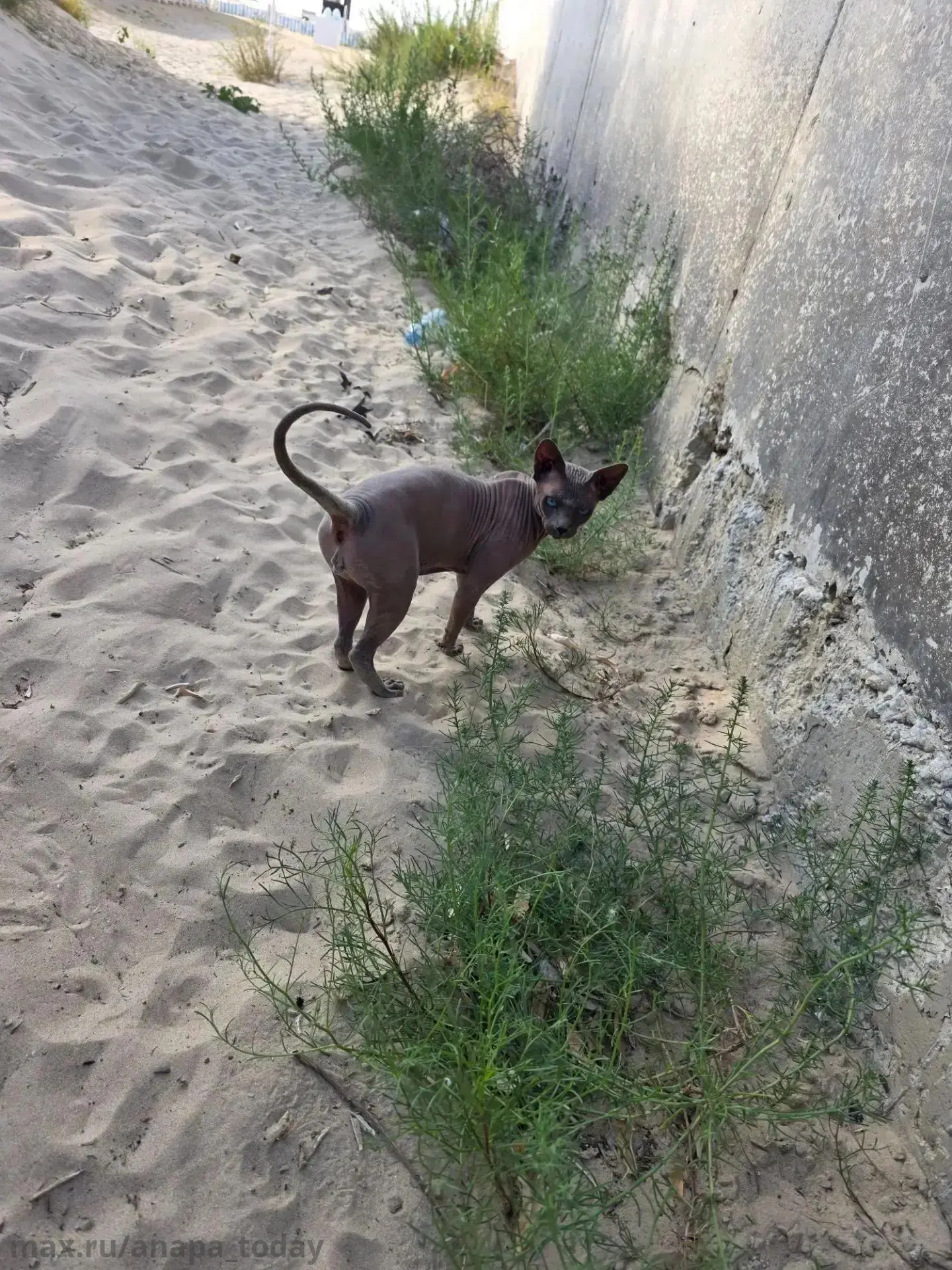 🐱Кто сфинкса потерял?