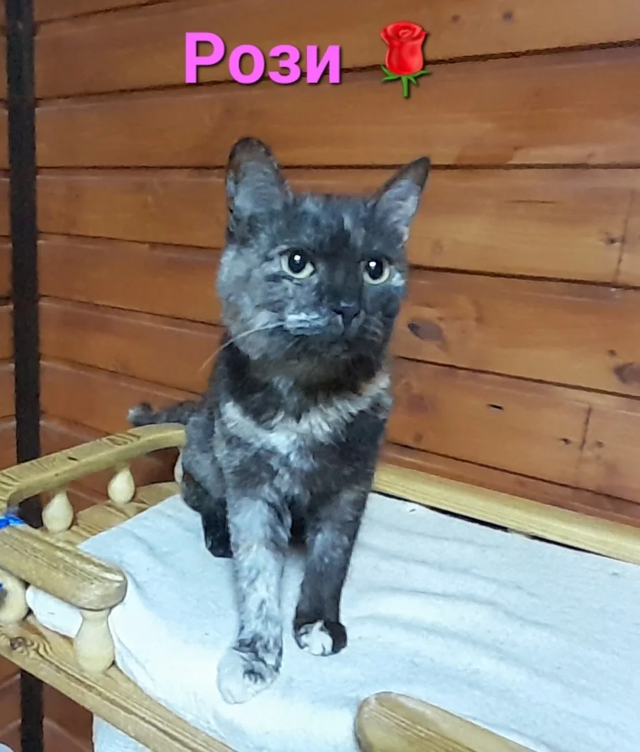 РОЗИ 🌹- кошечка- красавица,