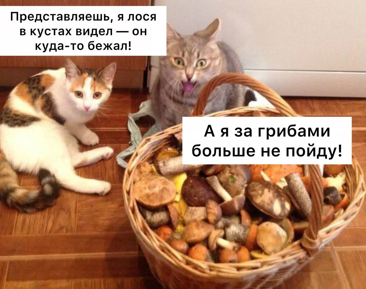 Лось в лесу может принять грибника за самку, — биологи
