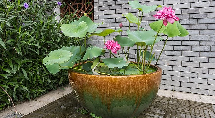 🌸 Лотос — символ чистоты и умиротворения, способный стать центром притяжения любого водного сада. С