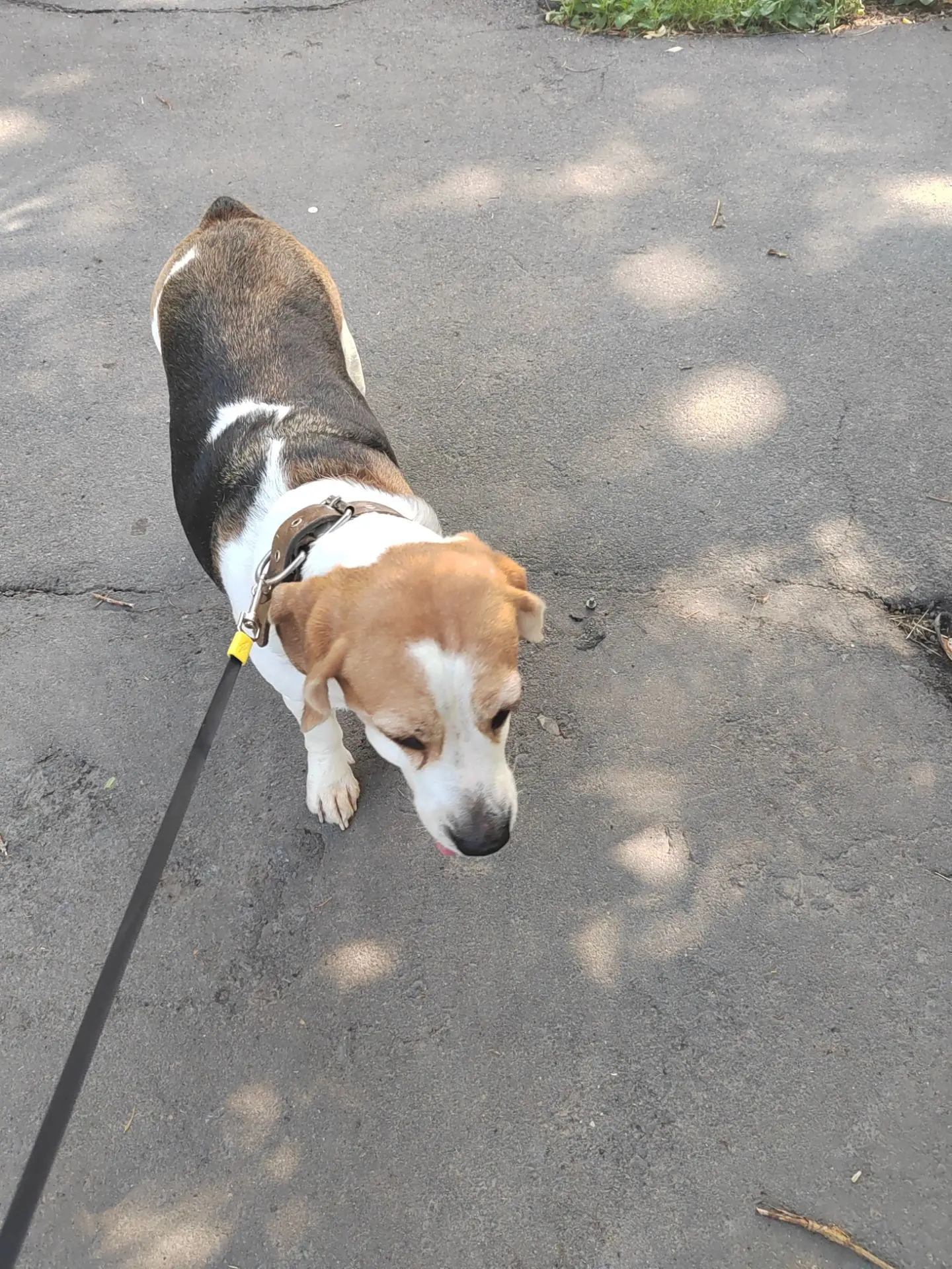К нам в гости пришёл Английский бигль Тэя🥰