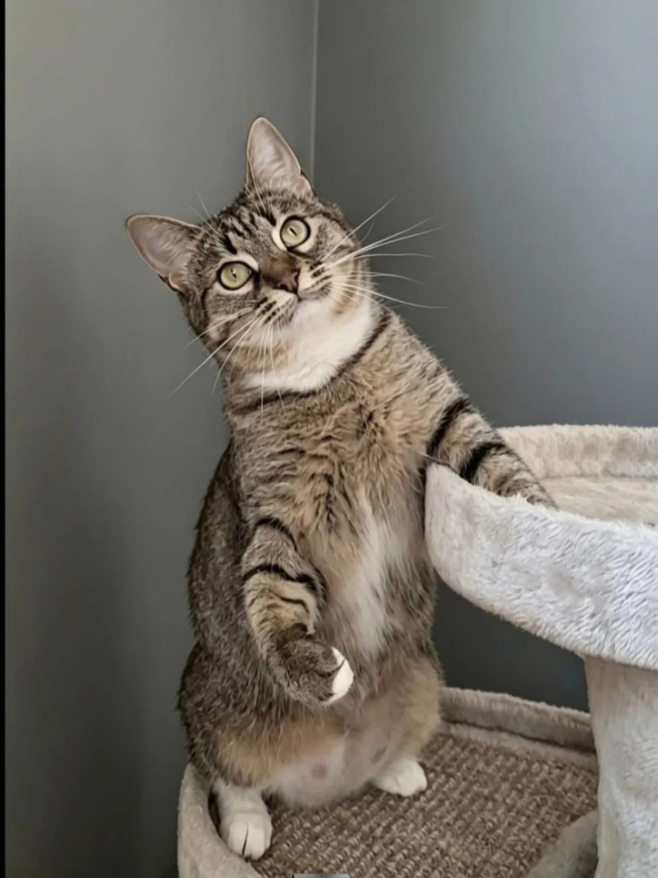 🐾 Боня ищет дом