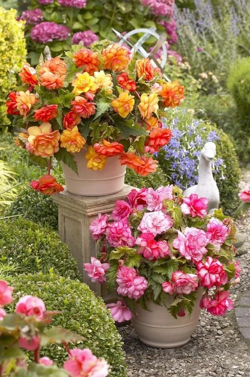 Бегонии — идеальные цветы для уюта и красоты! 🌸