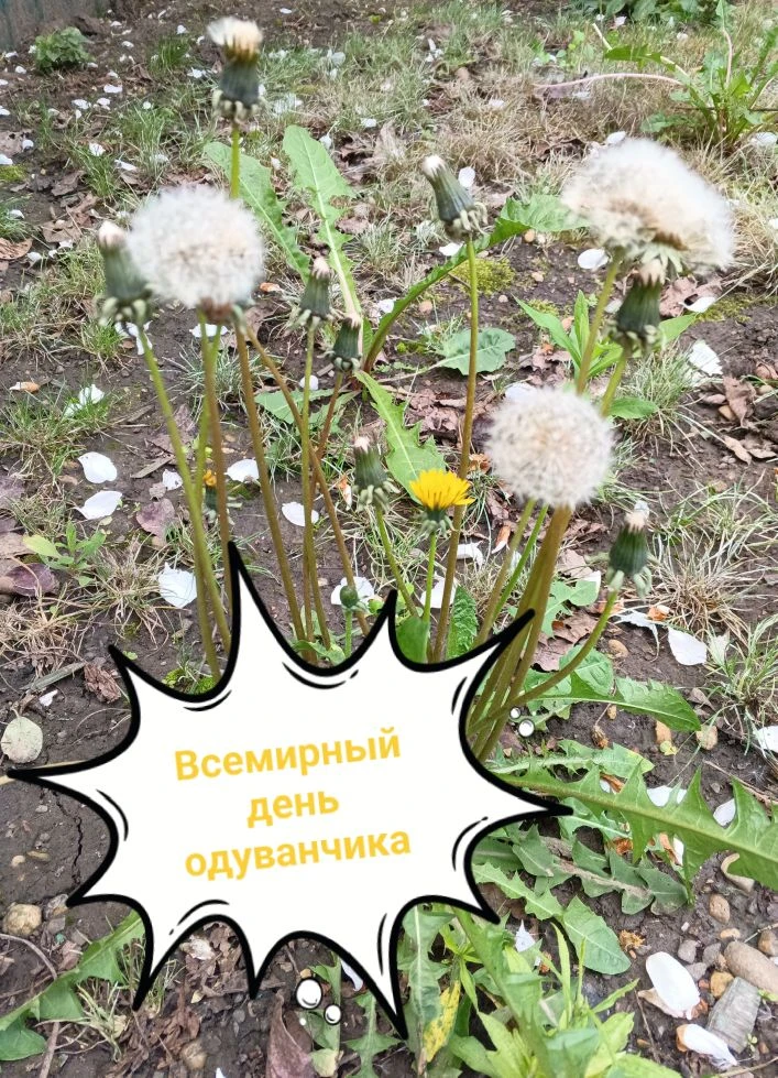 🌿🌼🐝 "День одуванчика" — это ещё один повод улыбнуться, оглянуться вокруг и насладить...