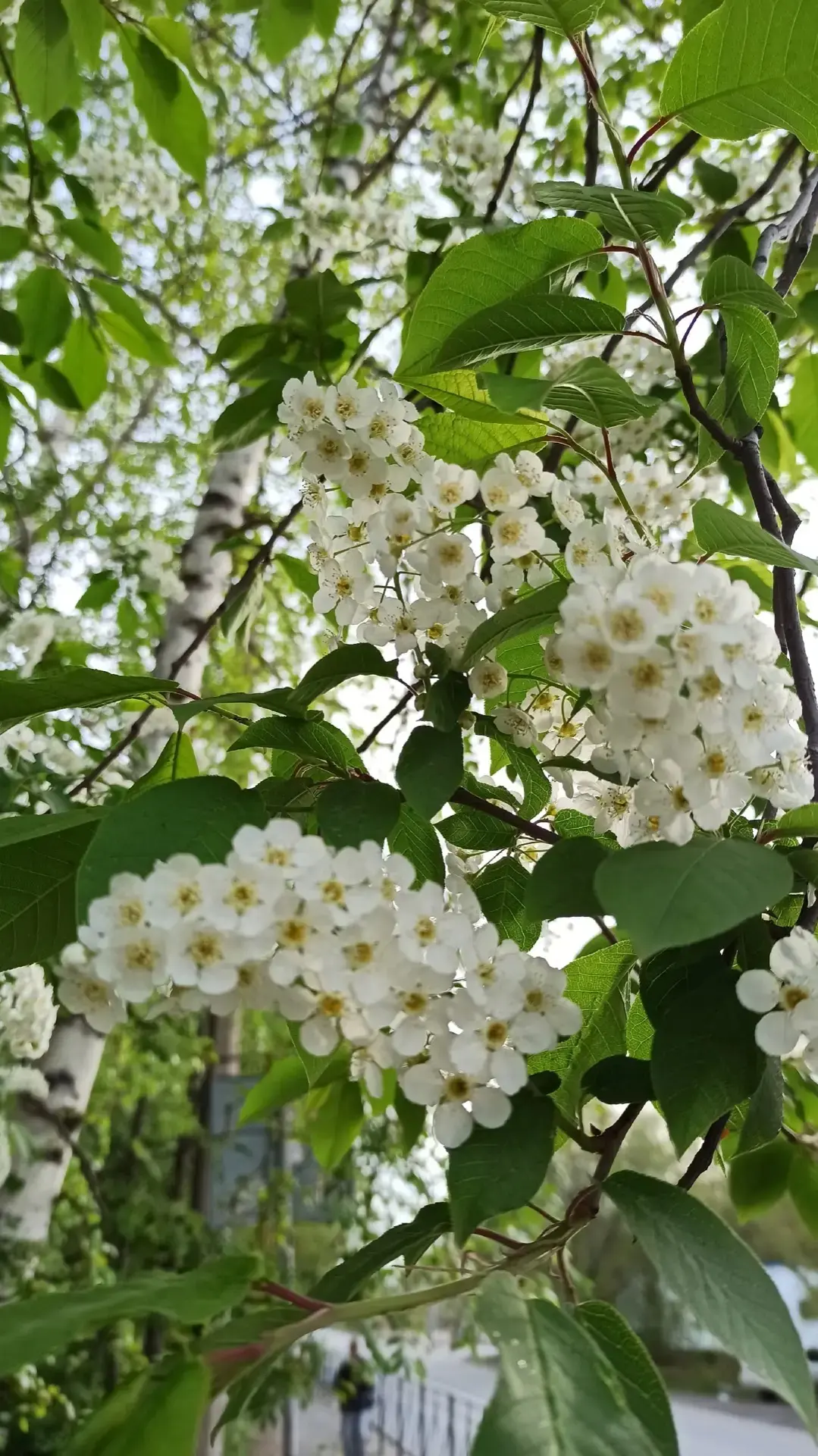 В городе начала распускаться черёмуха. 🌼