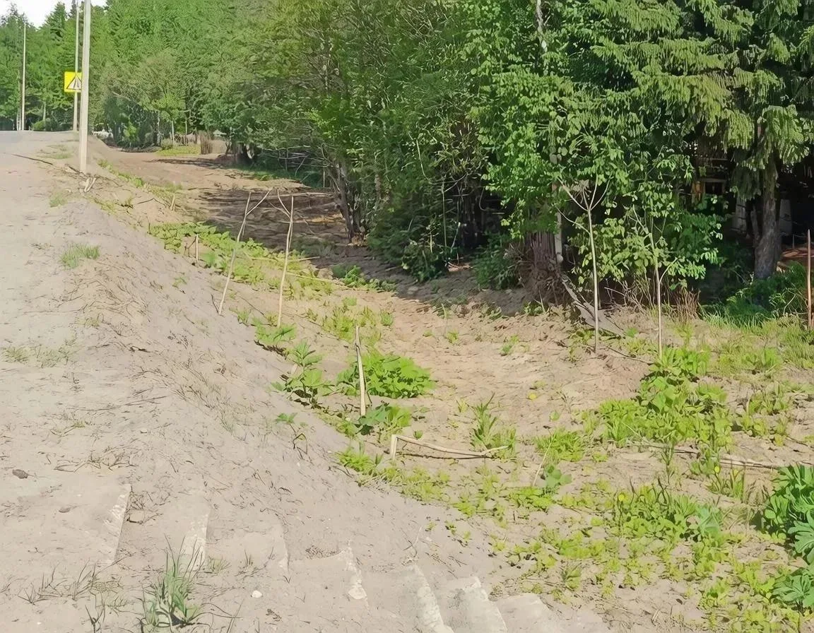 В территории кладбища в Выльгорте вывезли мусор 👍🏻