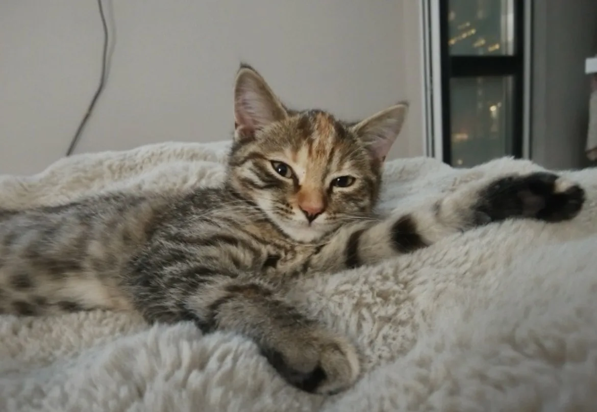 Ищем дом котёнку🤗