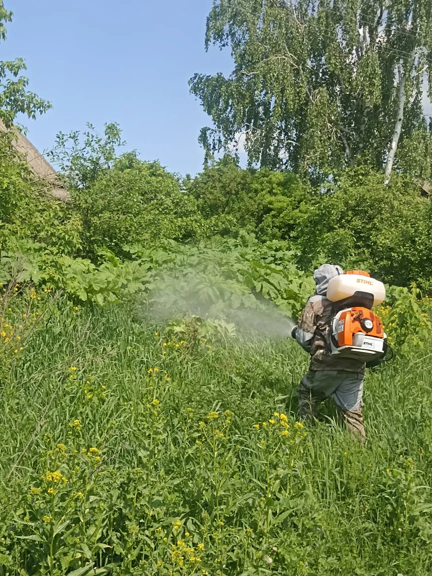 С целью недопущения распространения семян и причинения вреда здоровью на территориях на...