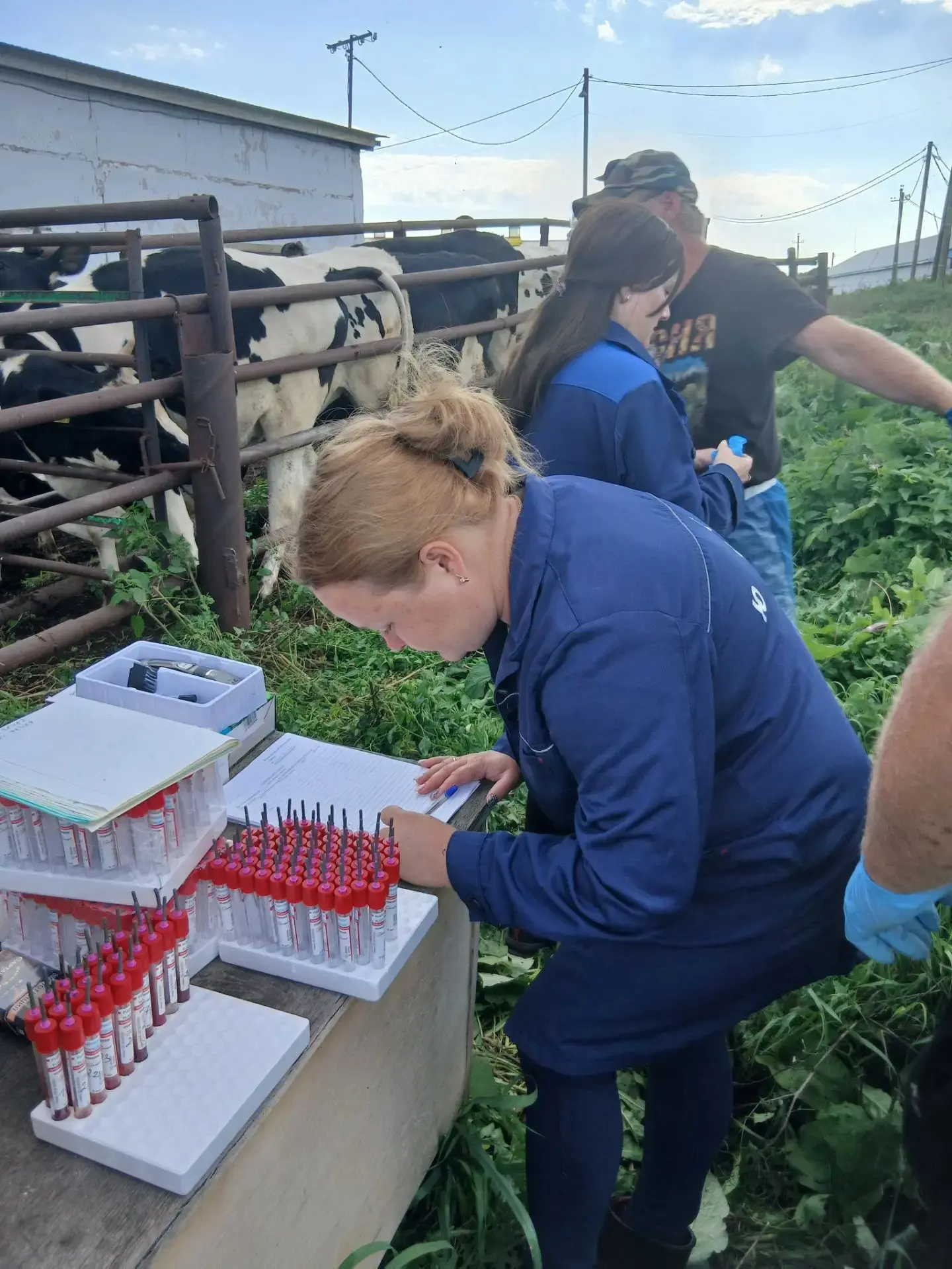 📍Сотрудники ГБУ "Ютазинское РГВО" провели взятие крови у крупного рогатого скота в жив...